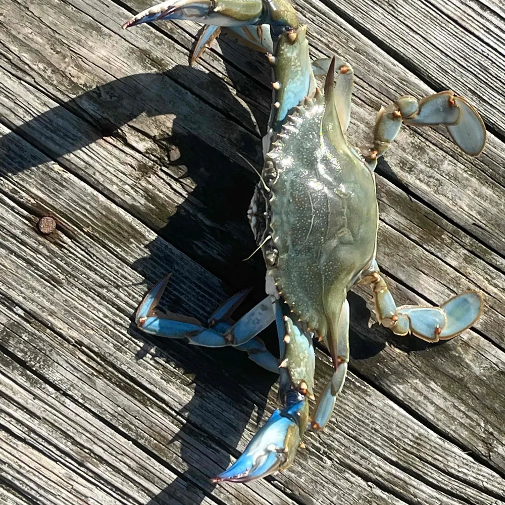 littlebunnyfoofoo.bsky.social's profile picture