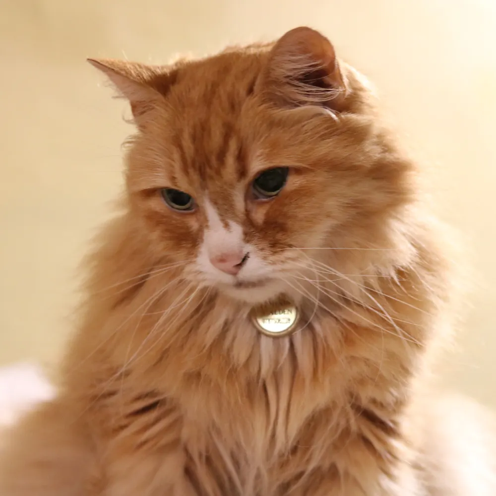 wfutbolfan.bsky.social's profile picture