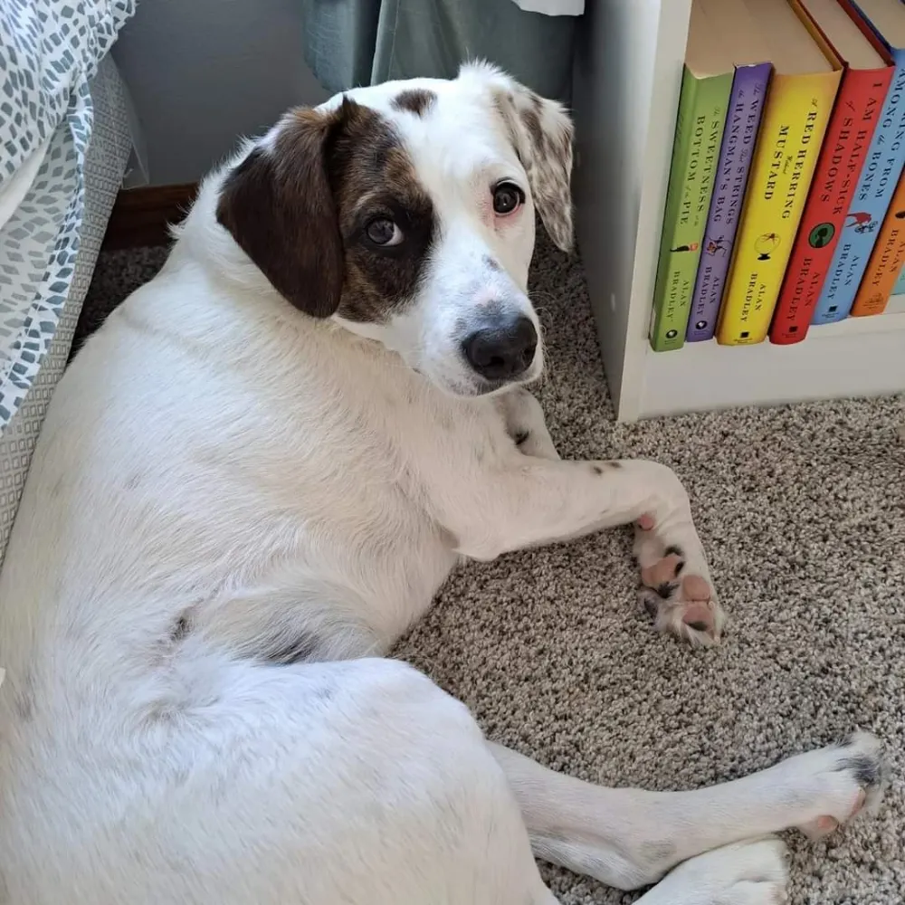 dargonluce.bsky.social's profile picture