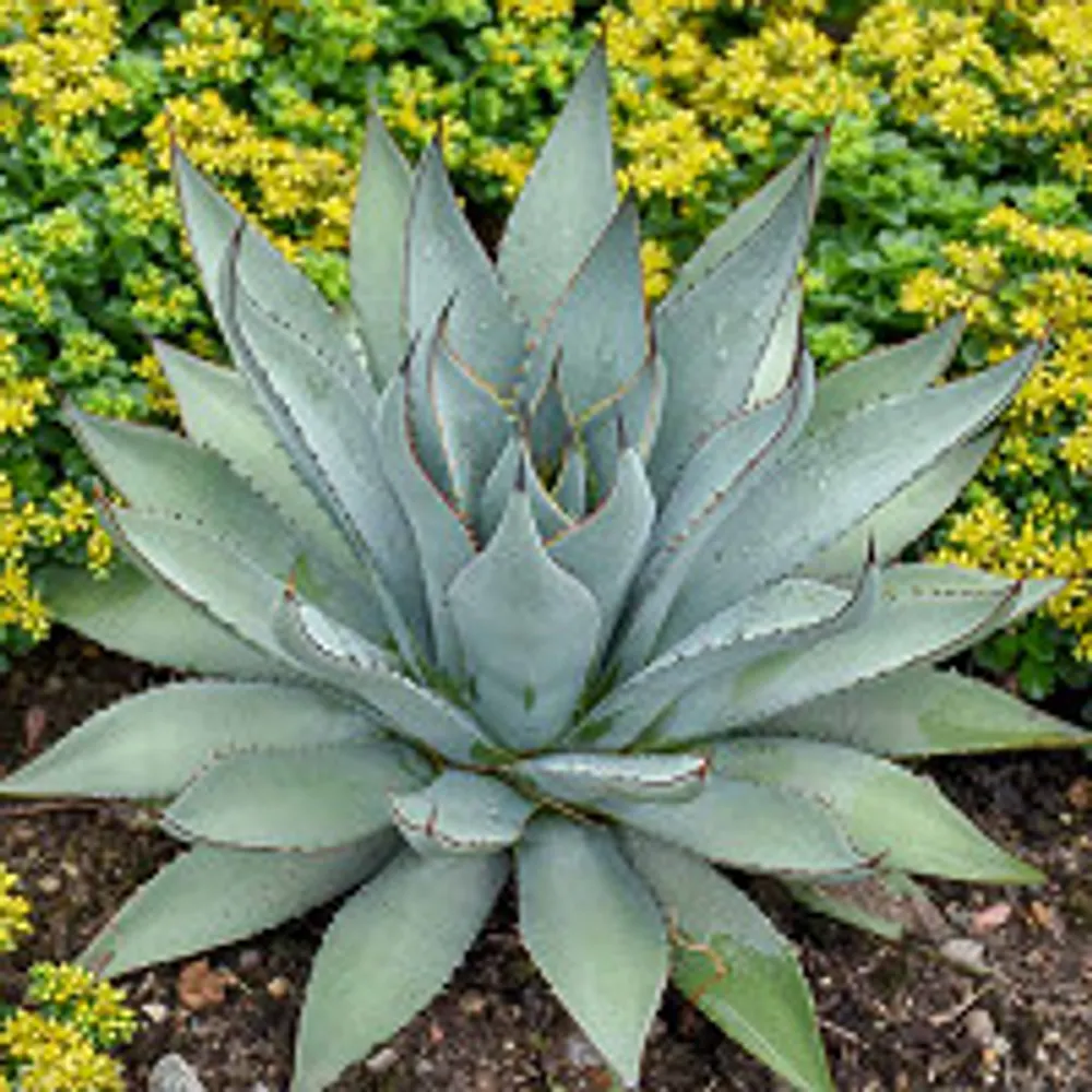 highdesertdrgn.bsky.social's profile picture