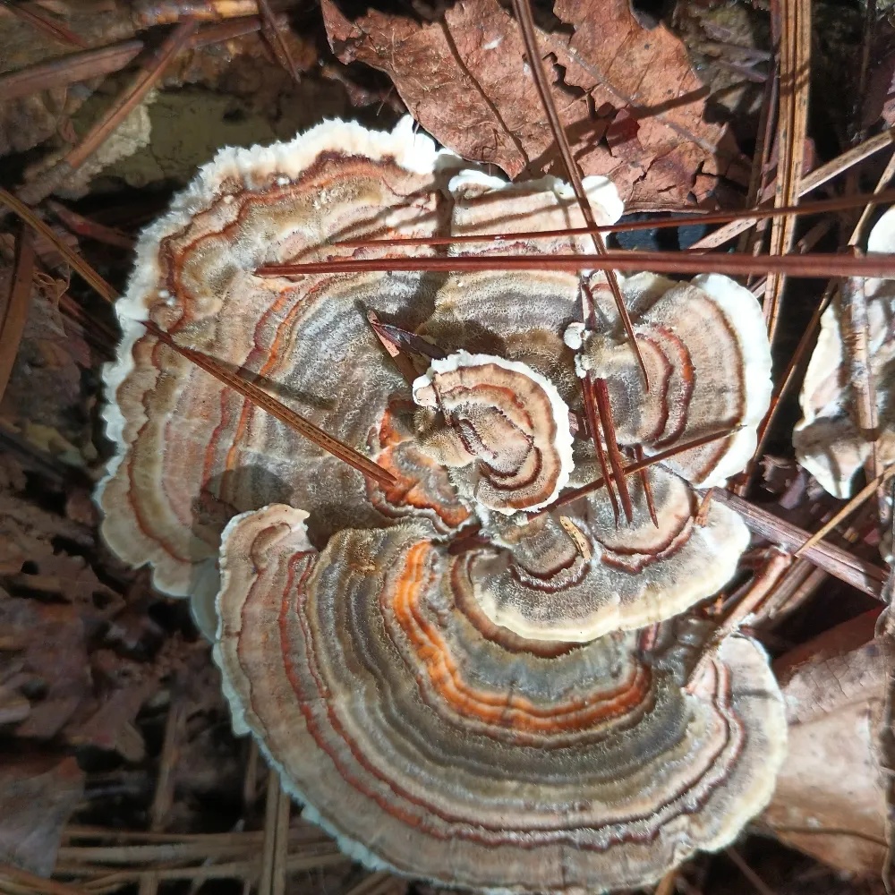 stacy000.bsky.social's profile picture