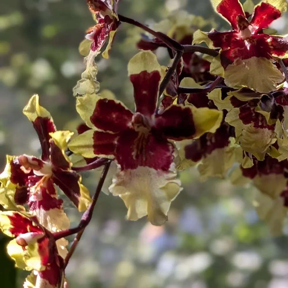 gloriousruby.bsky.social's profile picture