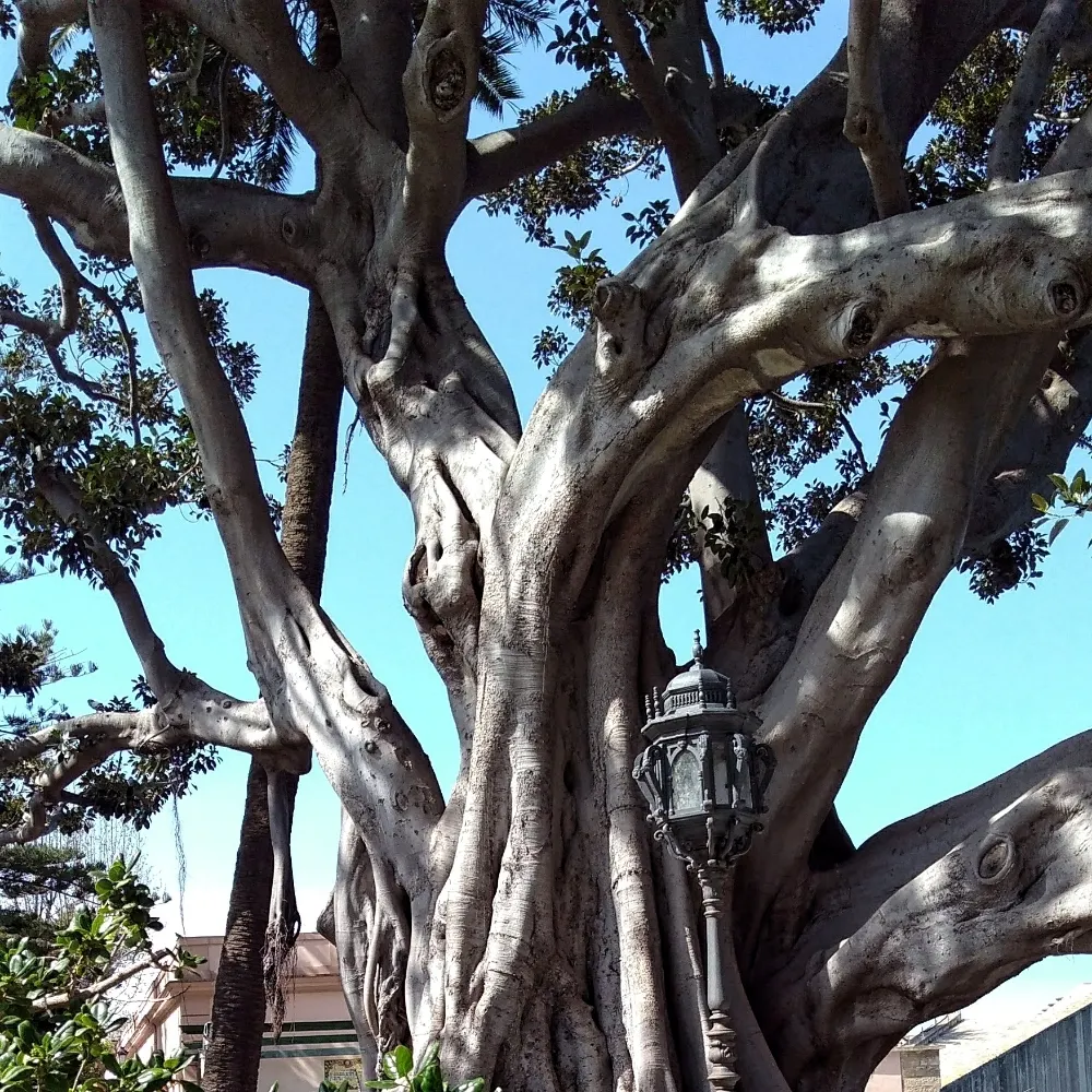 zacseder.bsky.social's profile picture