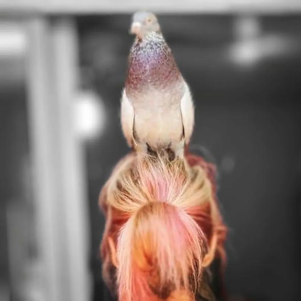 newyorkshitty.bsky.social's profile picture