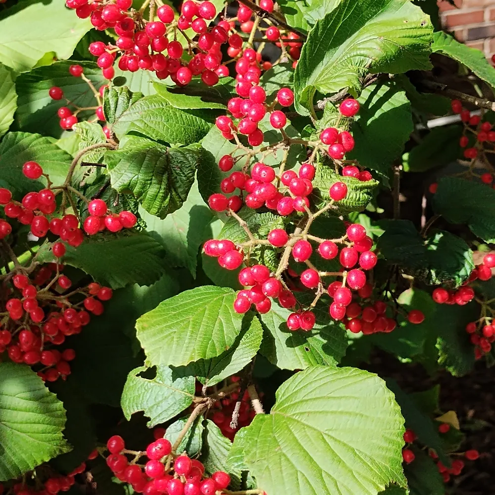 catshadow.bsky.social's profile picture