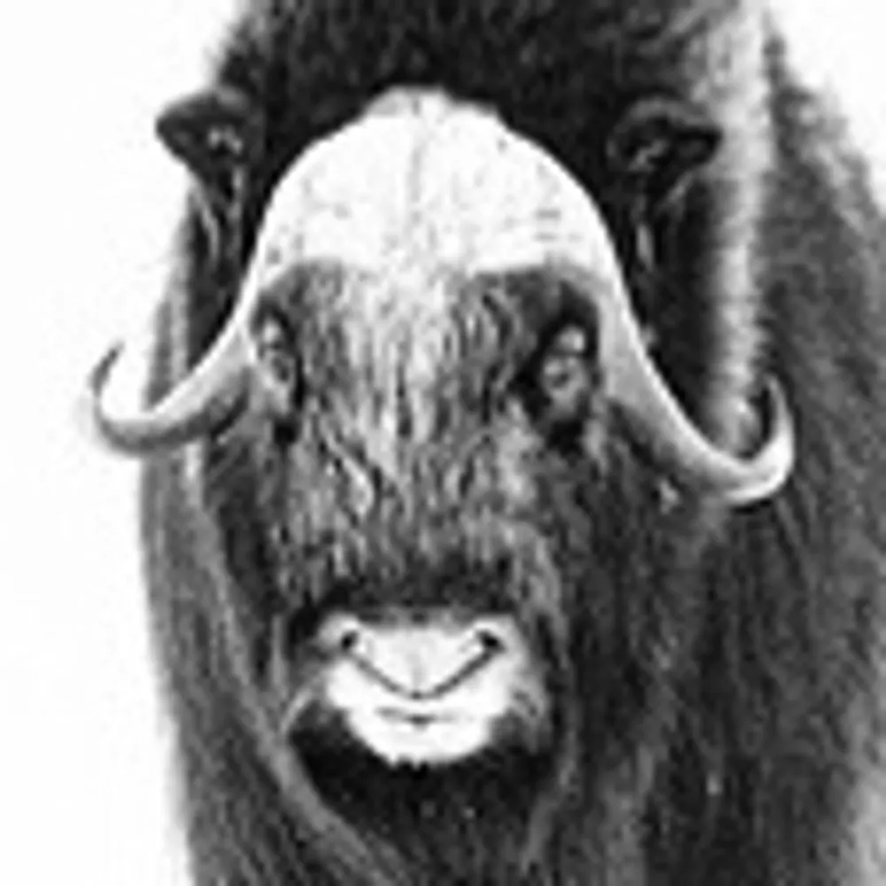 olegarkin.bsky.social's profile picture