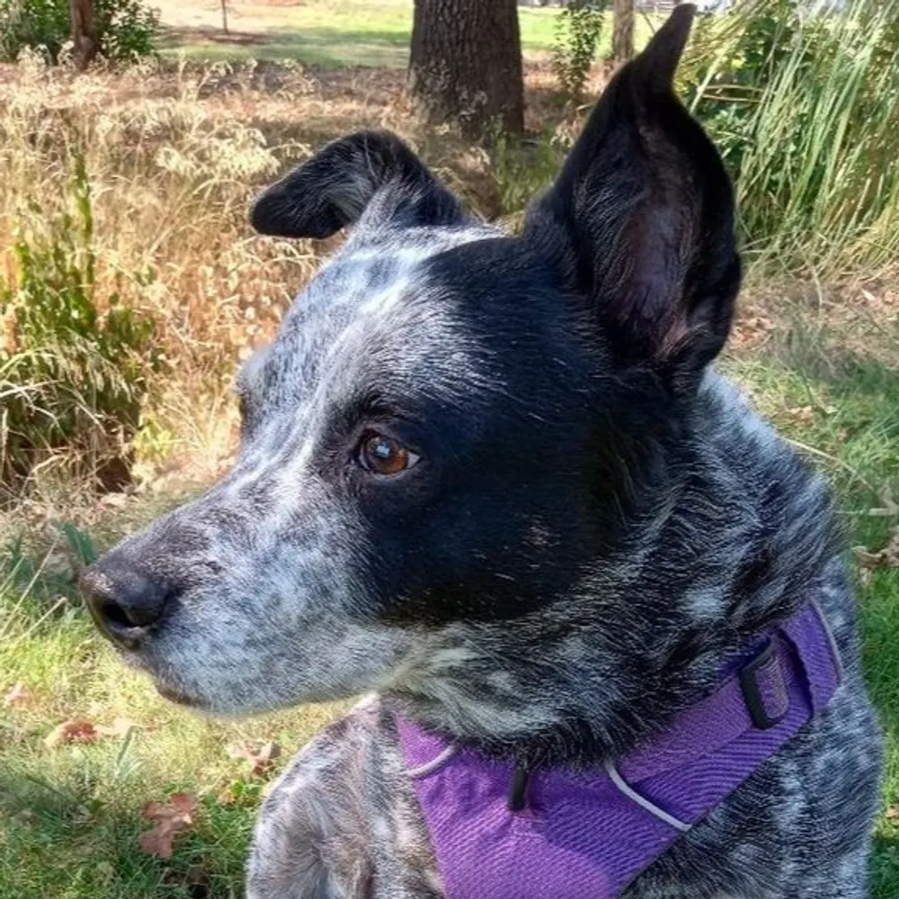 redwoodsurfer.bsky.social's profile picture