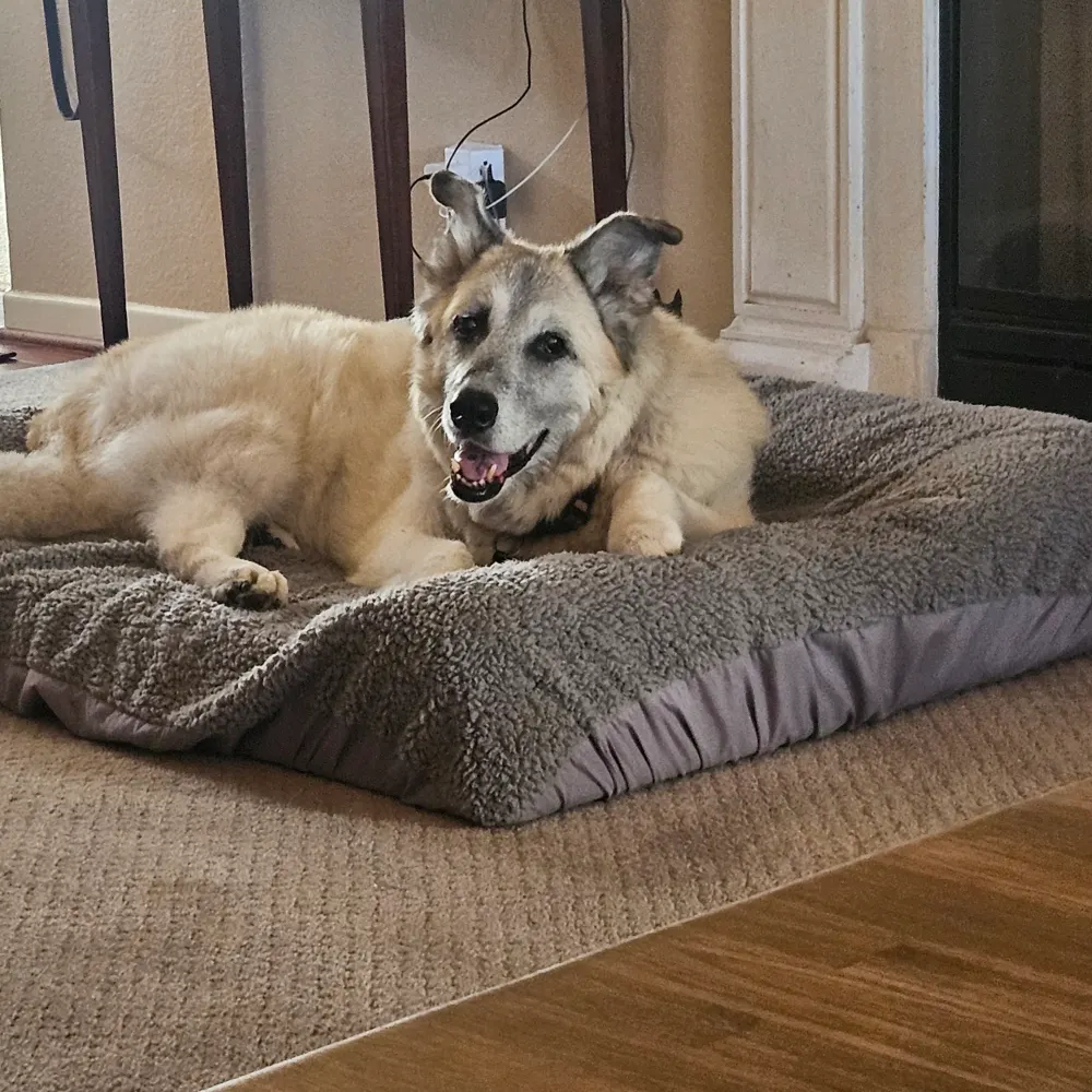 annedeuceofcups.bsky.social's profile picture