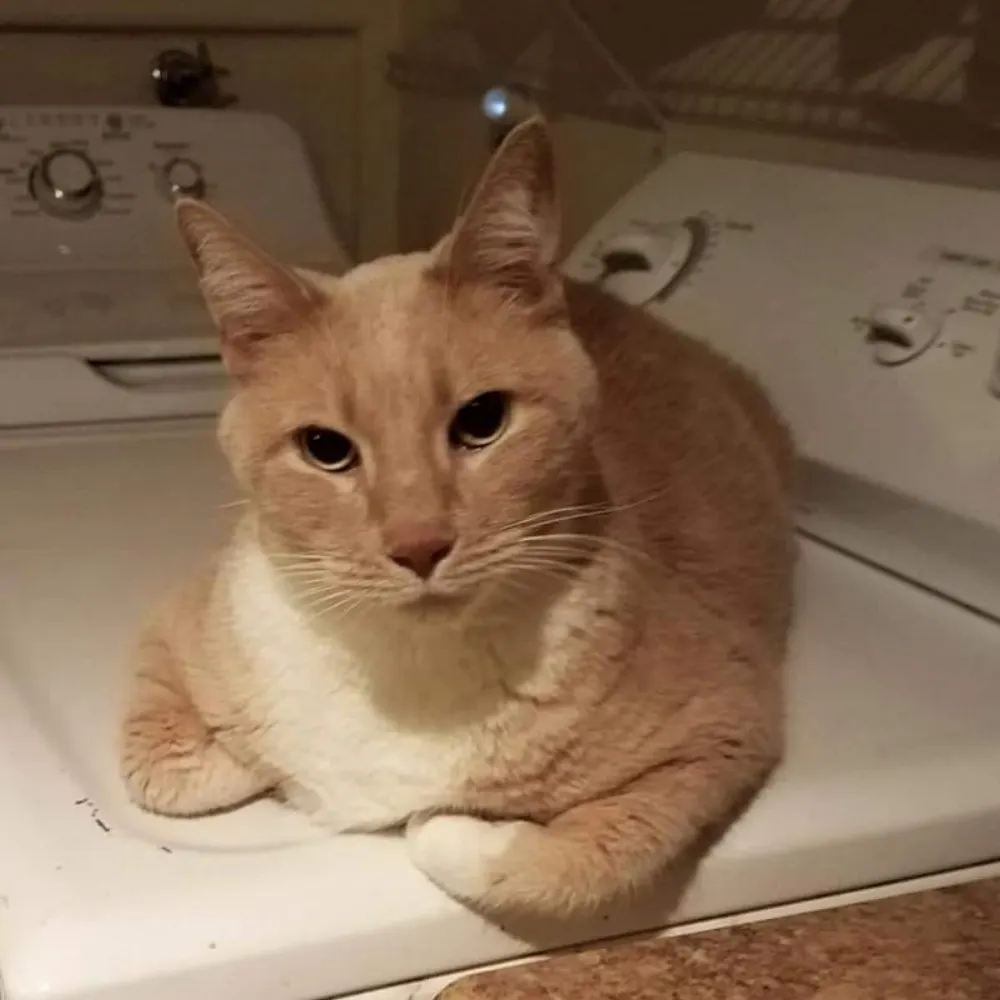 islandgirl27.bsky.social's profile picture