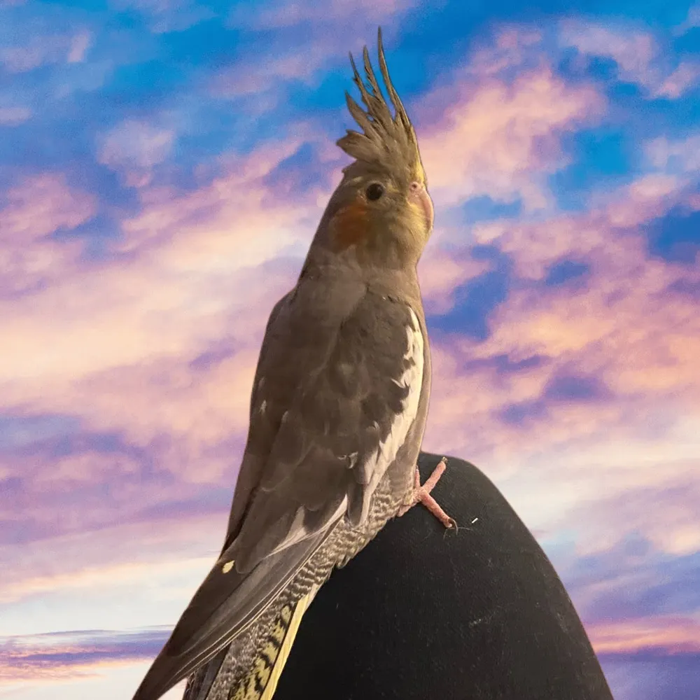 r6dnm.bsky.social's profile picture