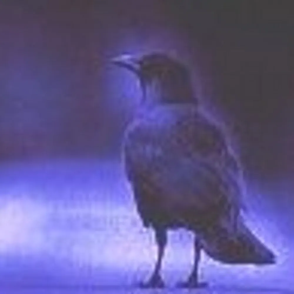 sevnthcrow.bsky.social's profile picture