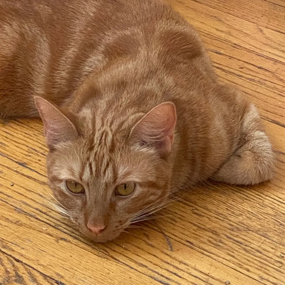 jlion42.bsky.social's profile picture