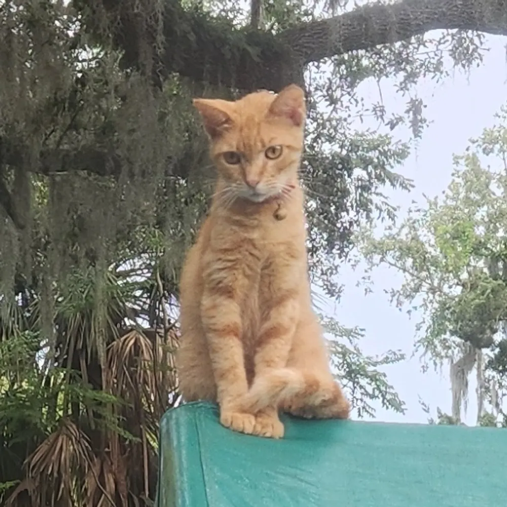 runswindows95.bsky.social's profile picture