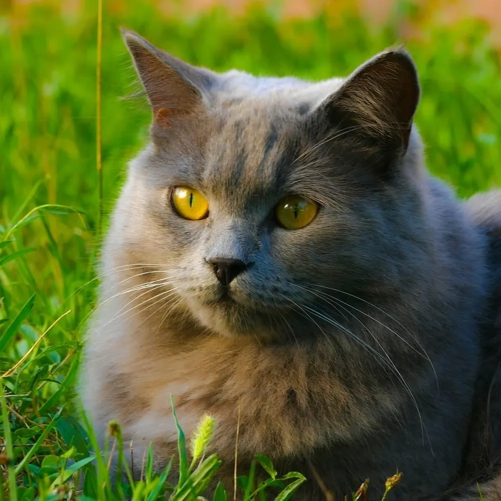 callmeconstantin.bsky.social's profile picture