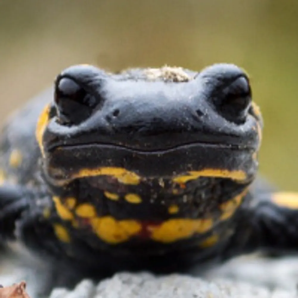 creature-wizard.bsky.social's profile picture