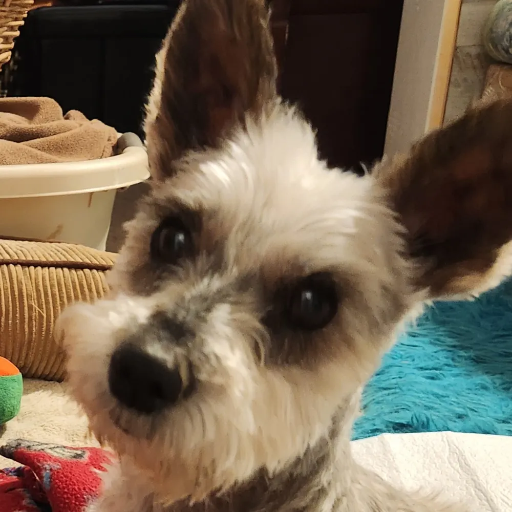 bogiebrylee.bsky.social's profile picture