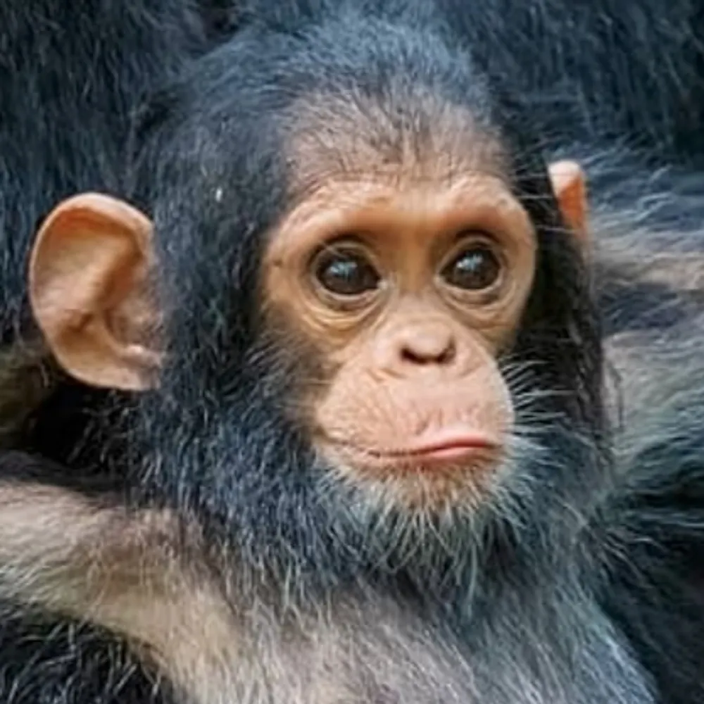 drmonkeyboy.bsky.social's profile picture