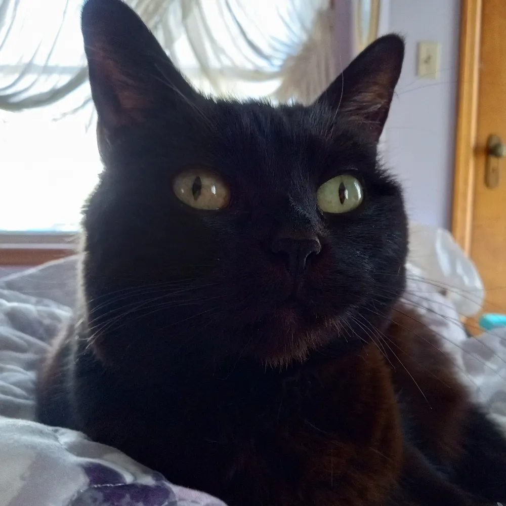 turbozilla23.bsky.social's profile picture