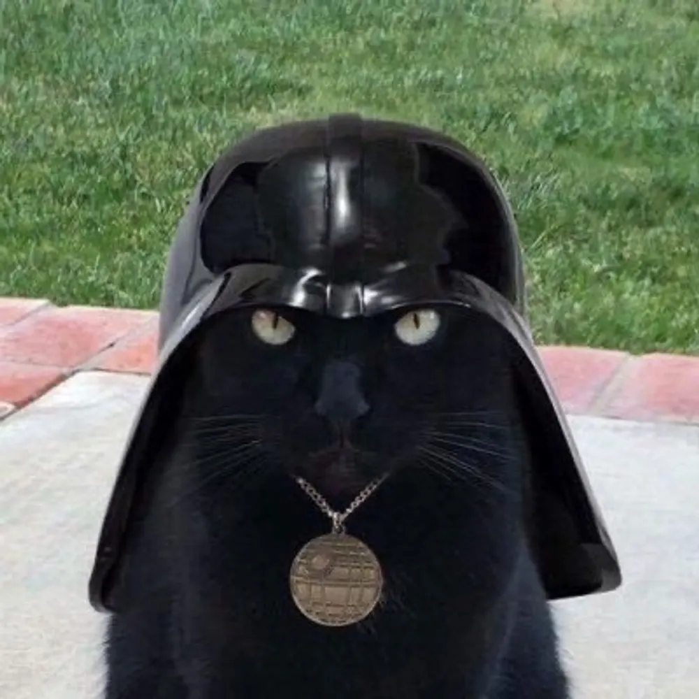 dtwyman.bsky.social's profile picture