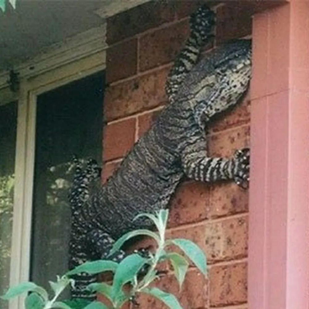 mockingjay.bsky.social's profile picture