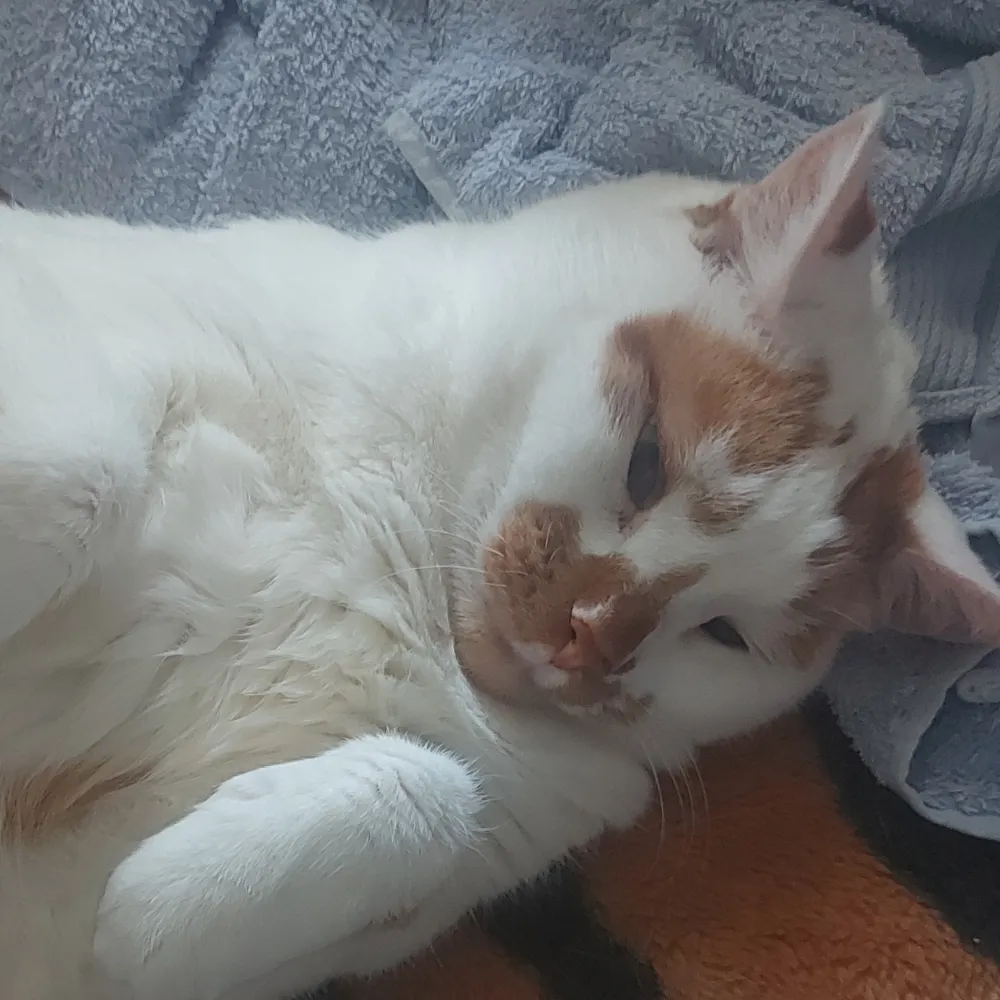 notthewriter.bsky.social's profile picture