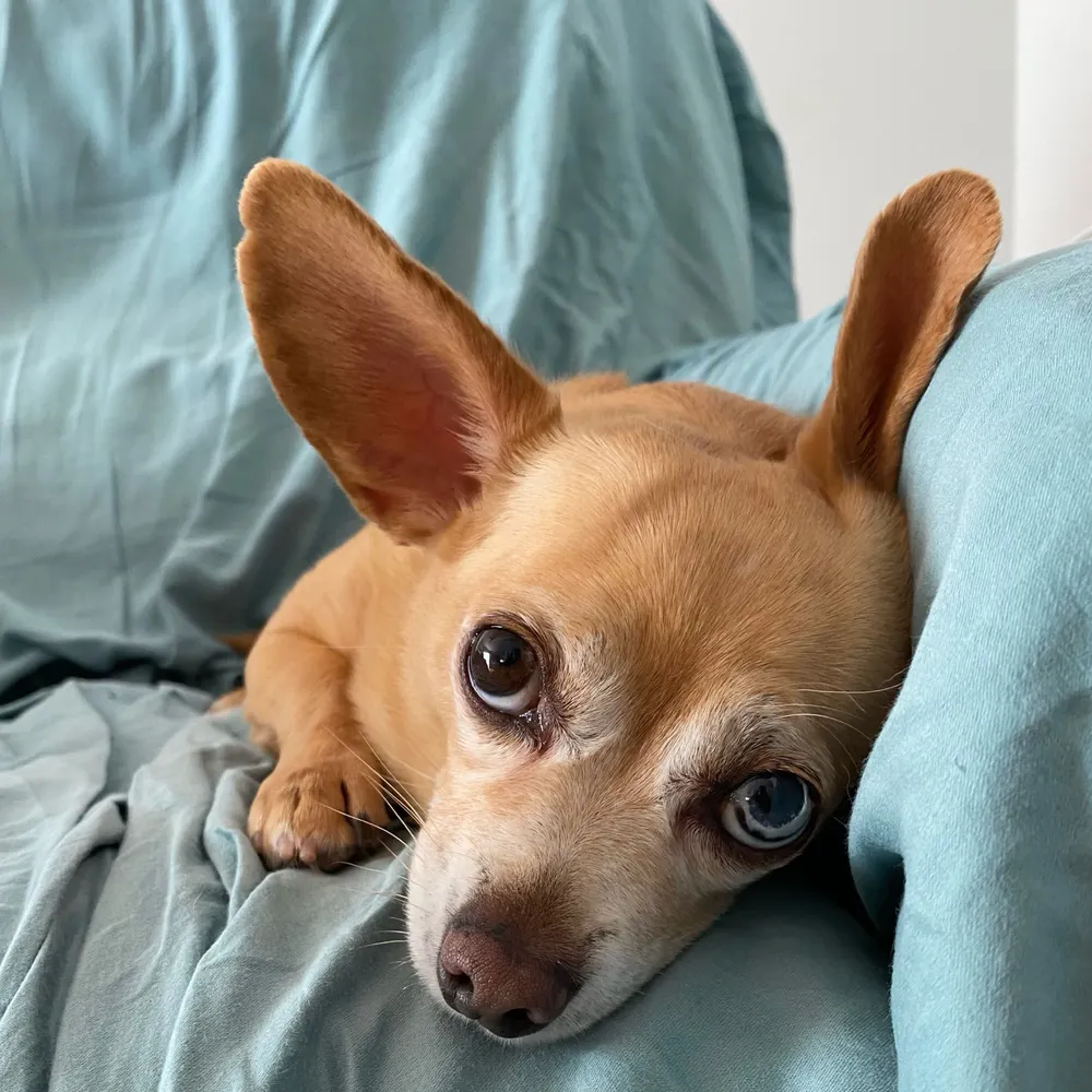 harristwice.bsky.social's profile picture