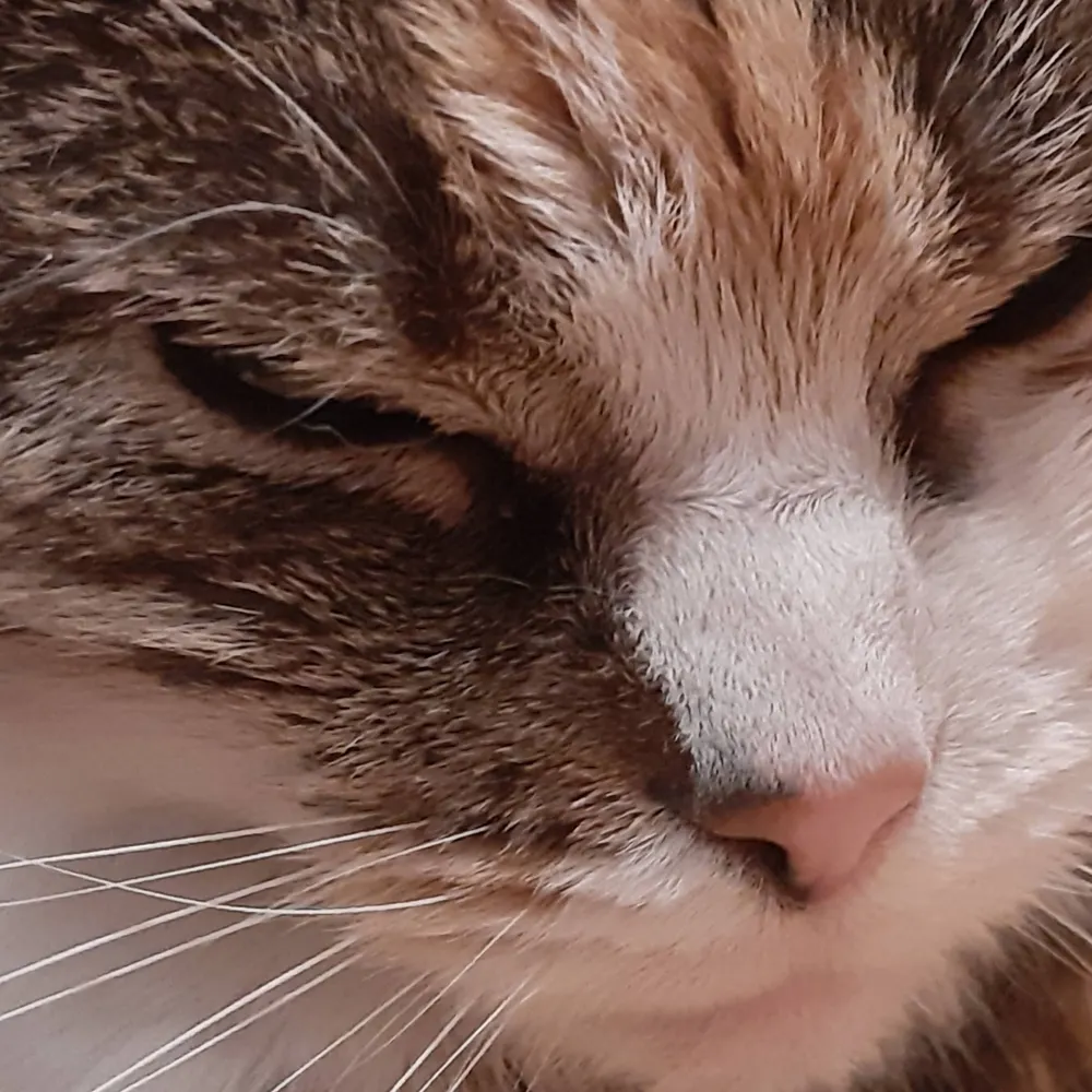 fernmonkey.bsky.social's profile picture