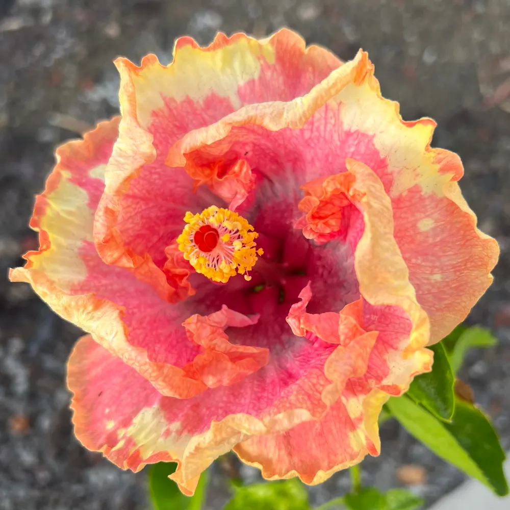 lynnettecs.bsky.social's profile picture