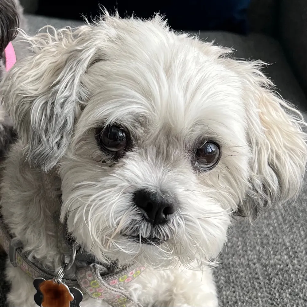 terra-g.bsky.social's profile picture