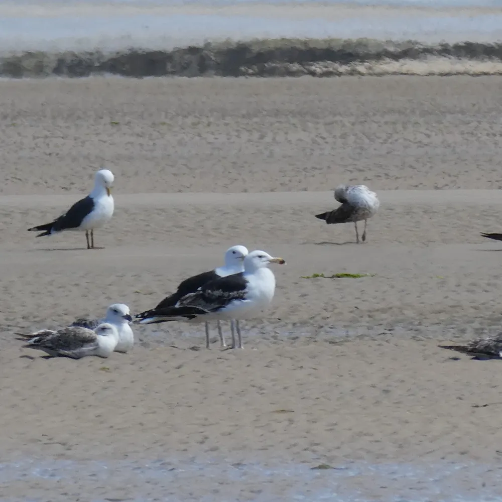 weshrubbery.eurosky.social's profile picture