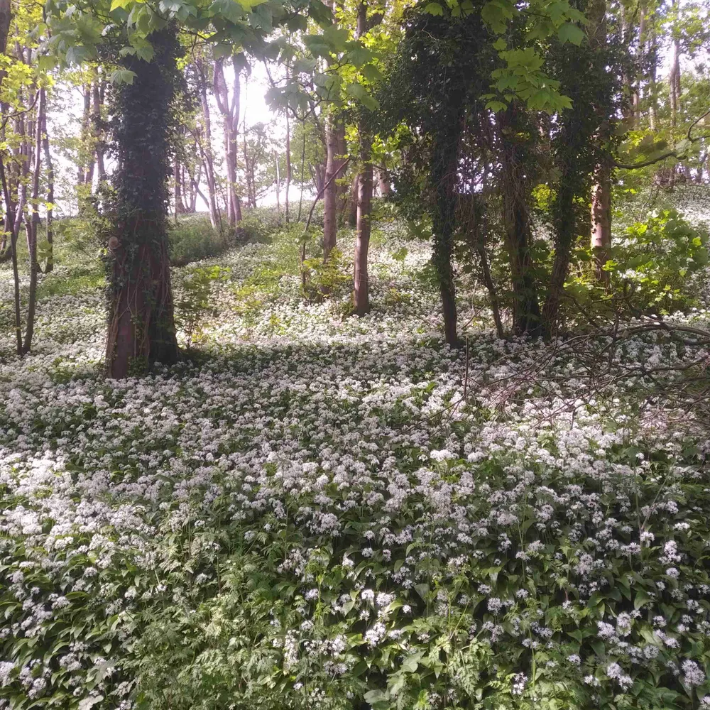 countrylady.bsky.social's profile picture