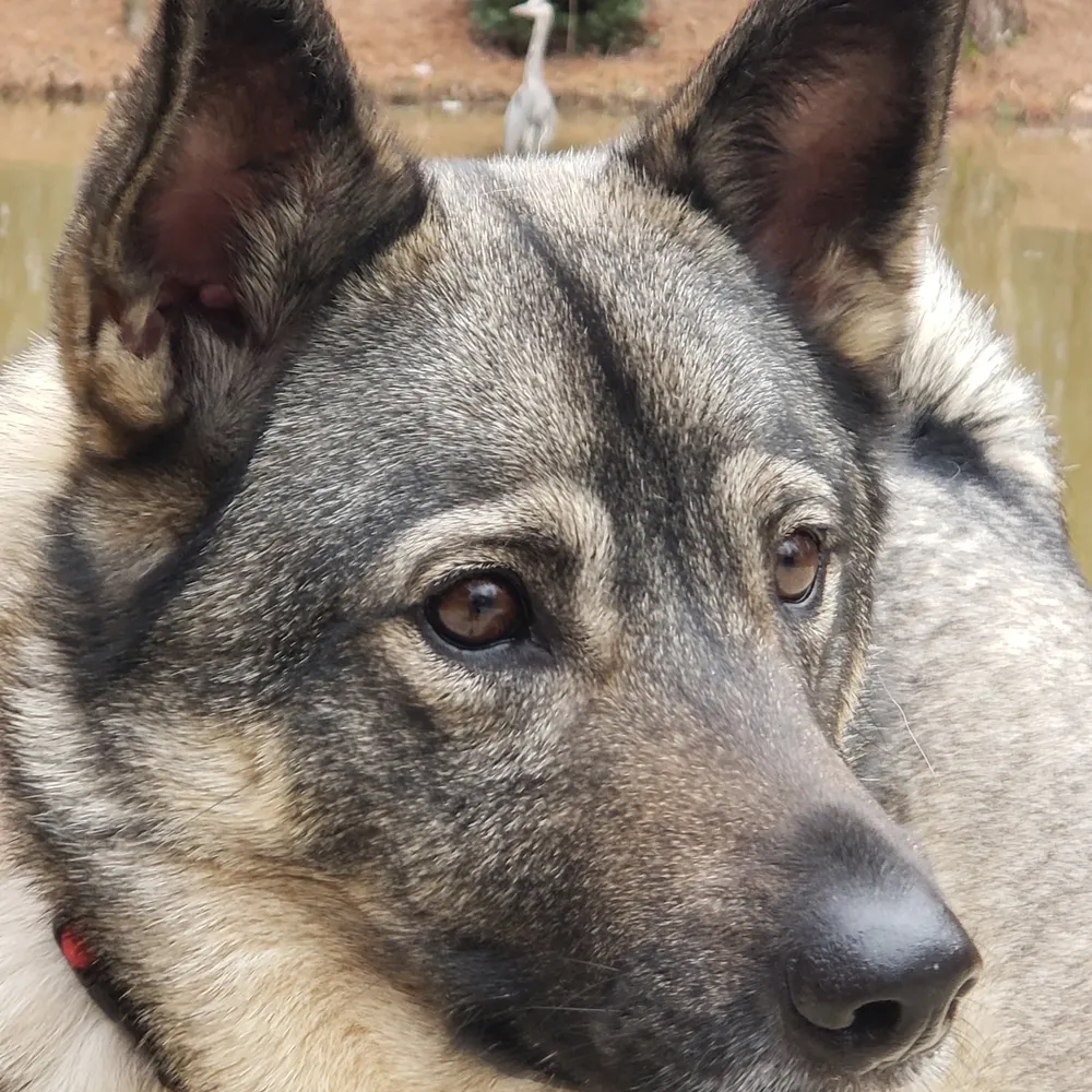 greensoothe.bsky.social's profile picture