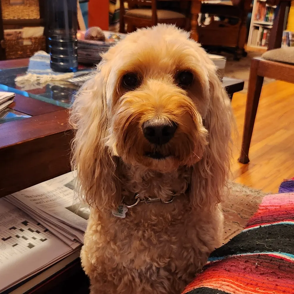 doreenstermann.bsky.social's profile picture