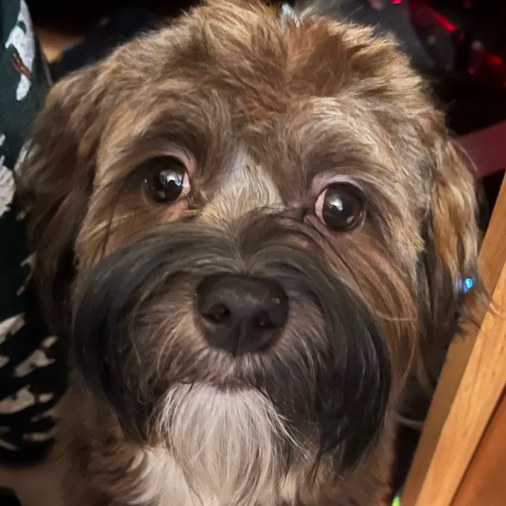 markstumbo.bsky.social's profile picture