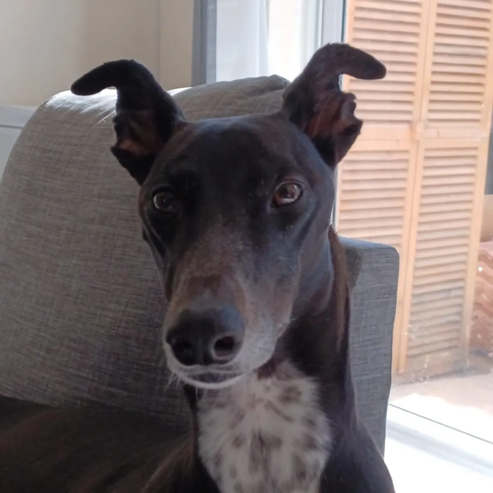 karpovsmachine.bsky.social's profile picture