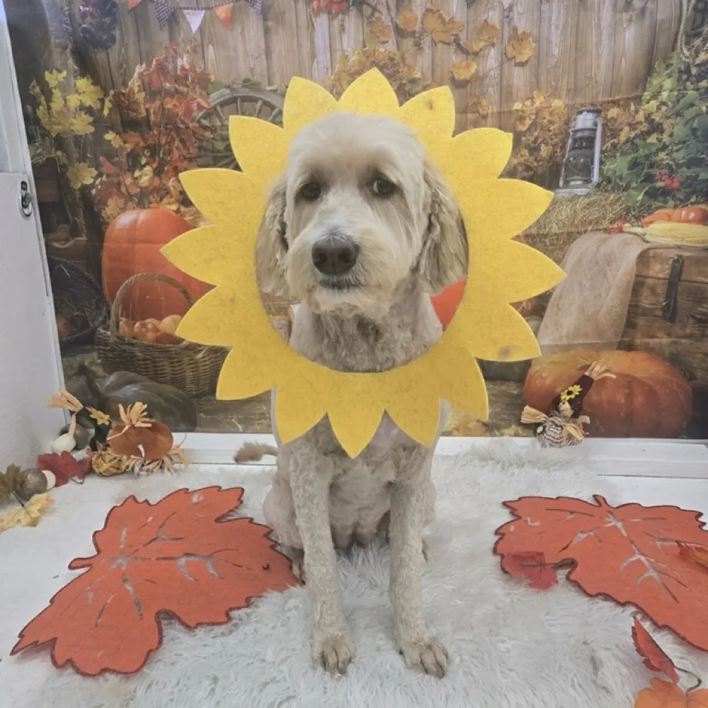 theresaapodaca.bsky.social's profile picture