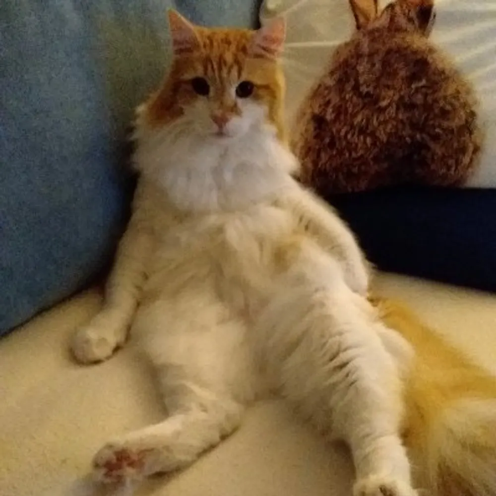 oskar-expat.bsky.social's profile picture