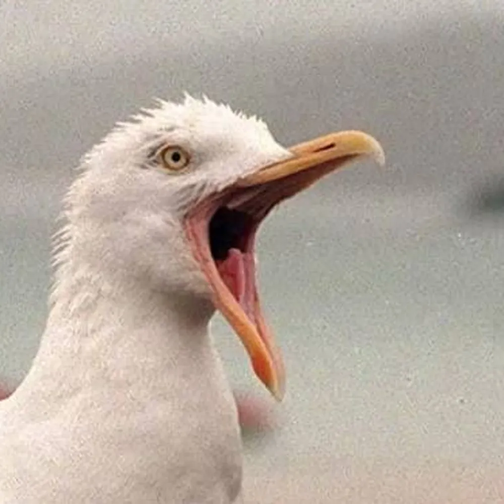 kipstergull.bsky.social's profile picture