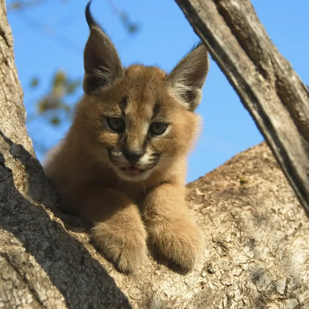 dcon501.bsky.social's profile picture