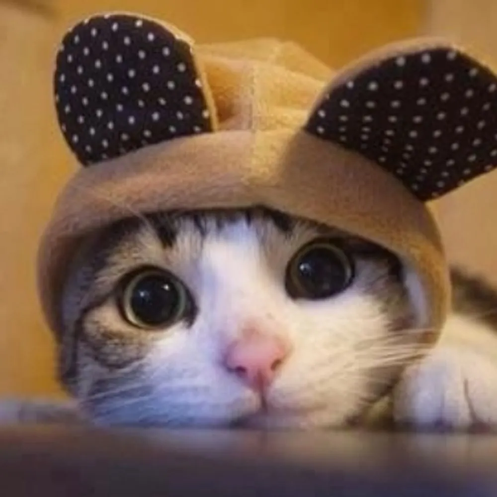 oaklandishdude.bsky.social's profile picture