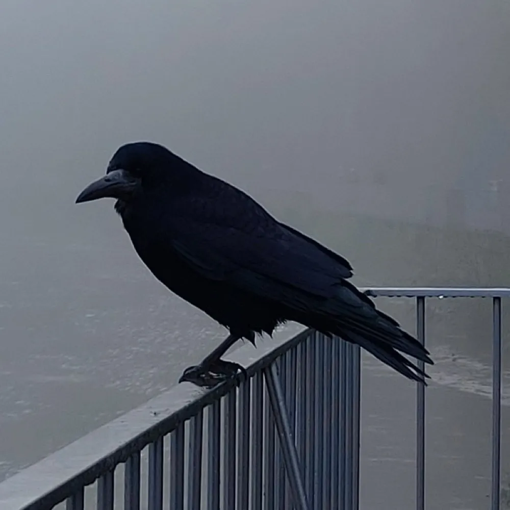 sherribells.bsky.social's profile picture