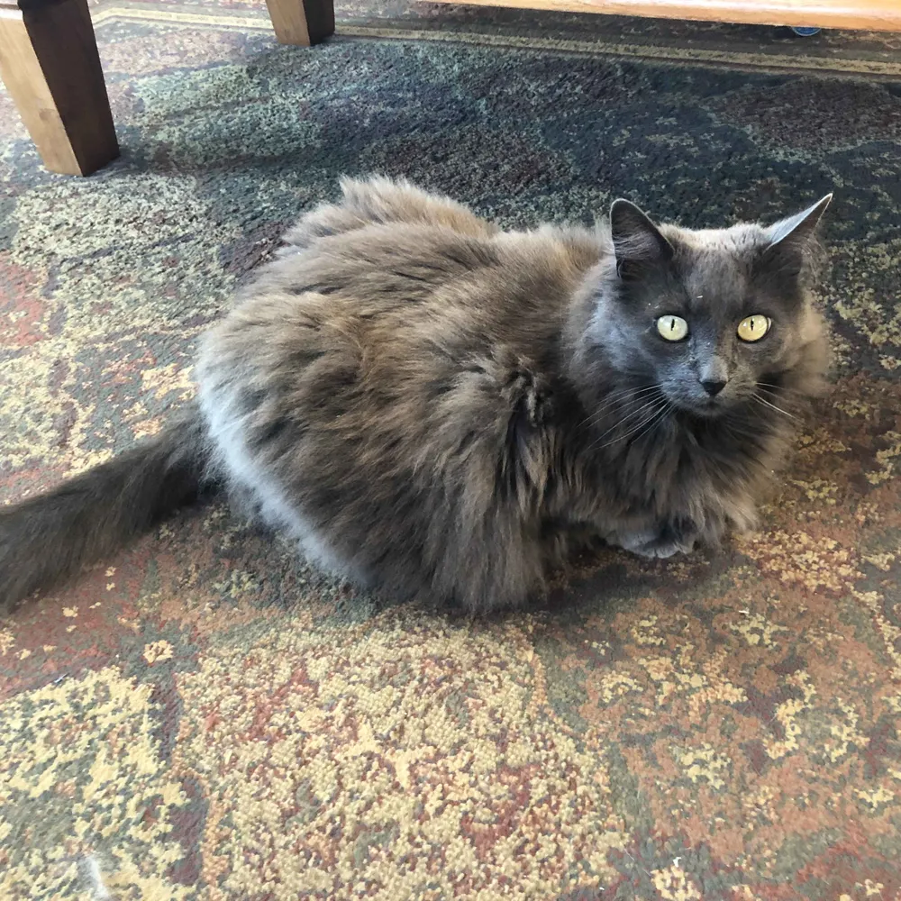 santacruzmag.bsky.social's profile picture