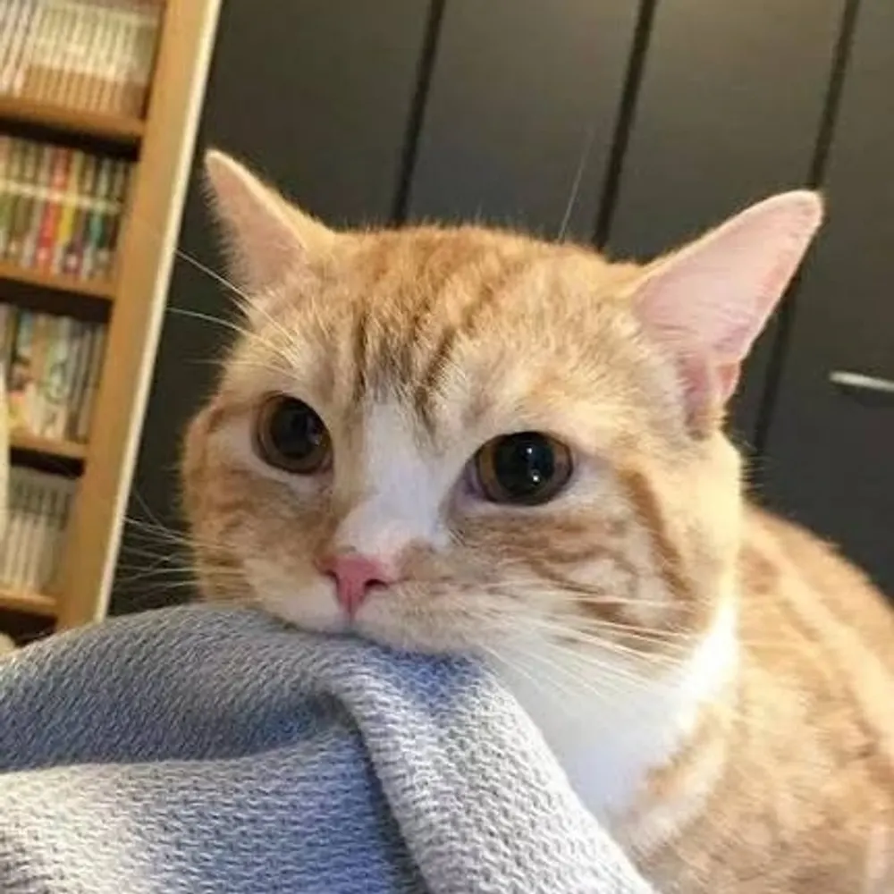 silentaquila1.bsky.social's profile picture