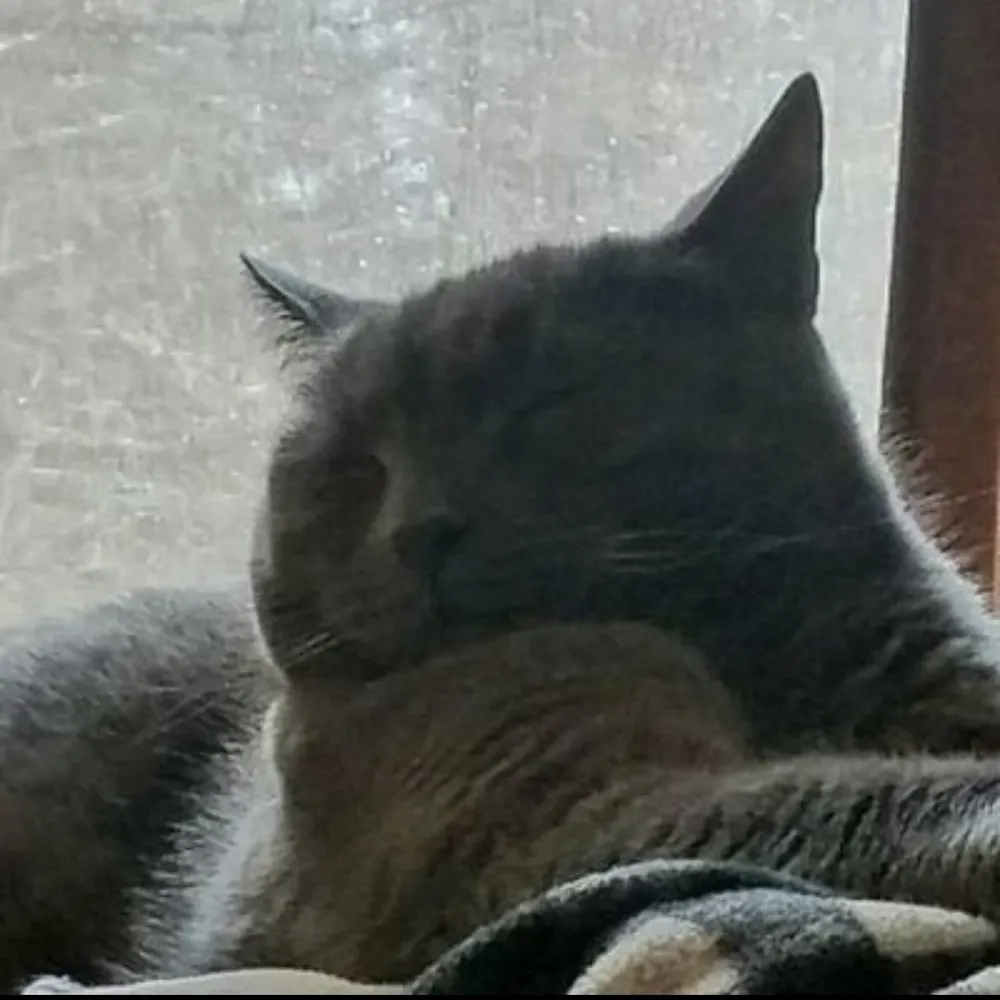 catmcfeline.bsky.social's profile picture