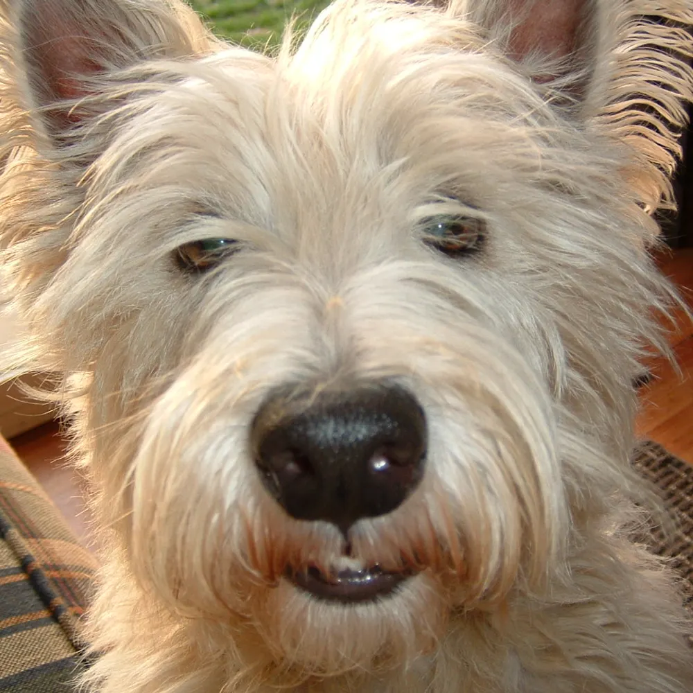 nikki3877.bsky.social's profile picture