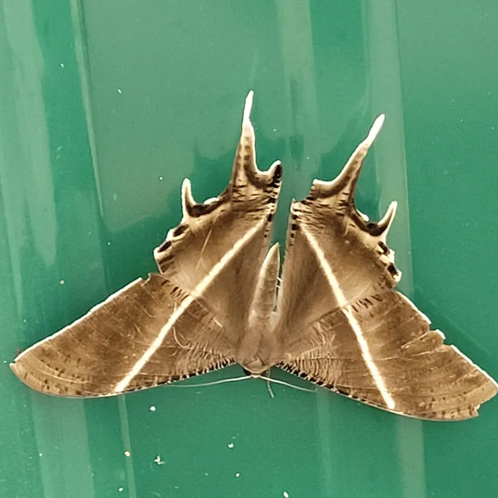 singingotter.bsky.social's profile picture