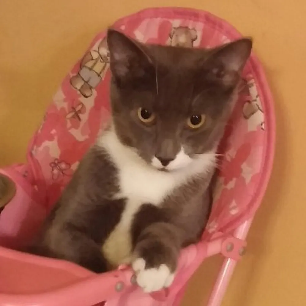 overkoalafried.bsky.social's profile picture