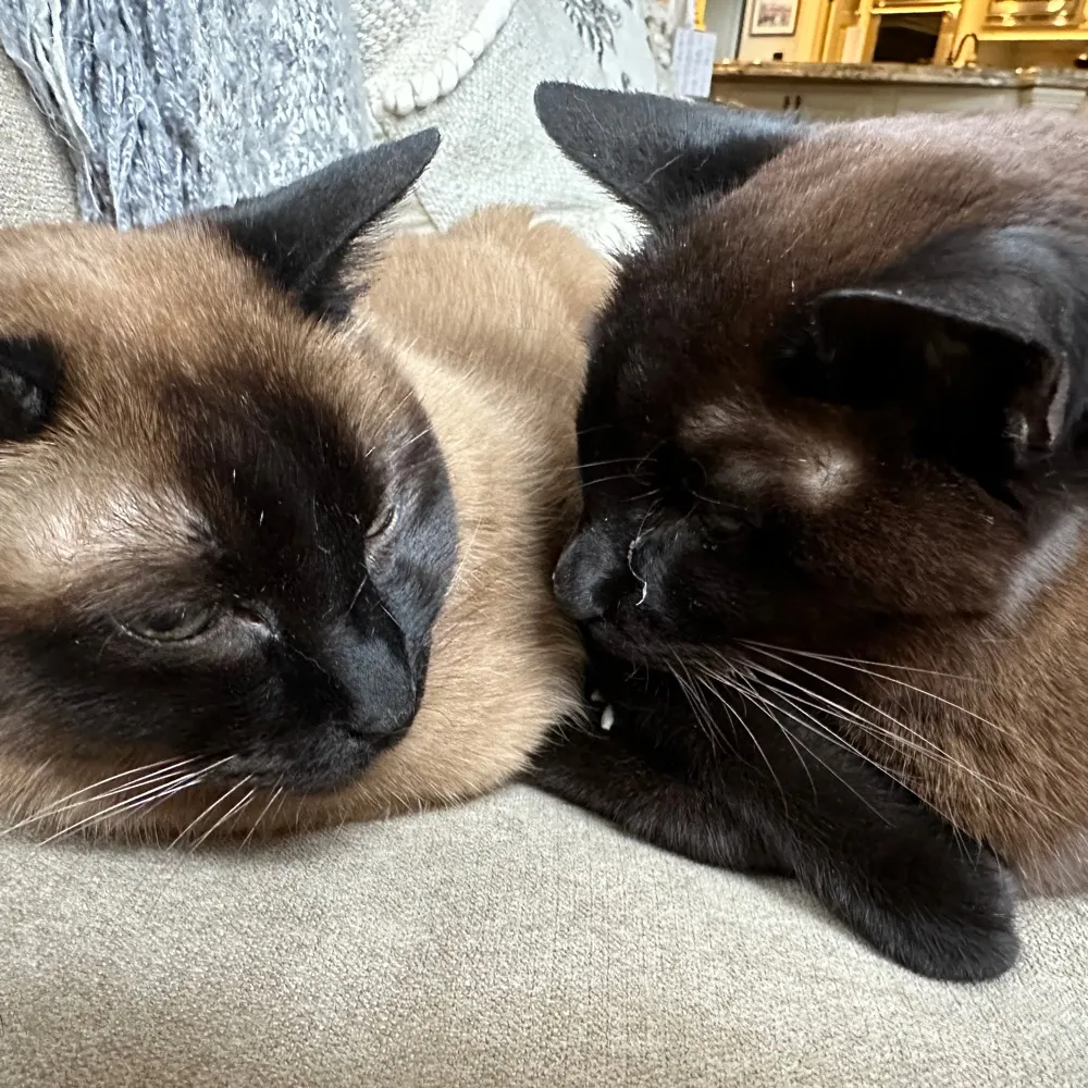 angry12.bsky.social's profile picture