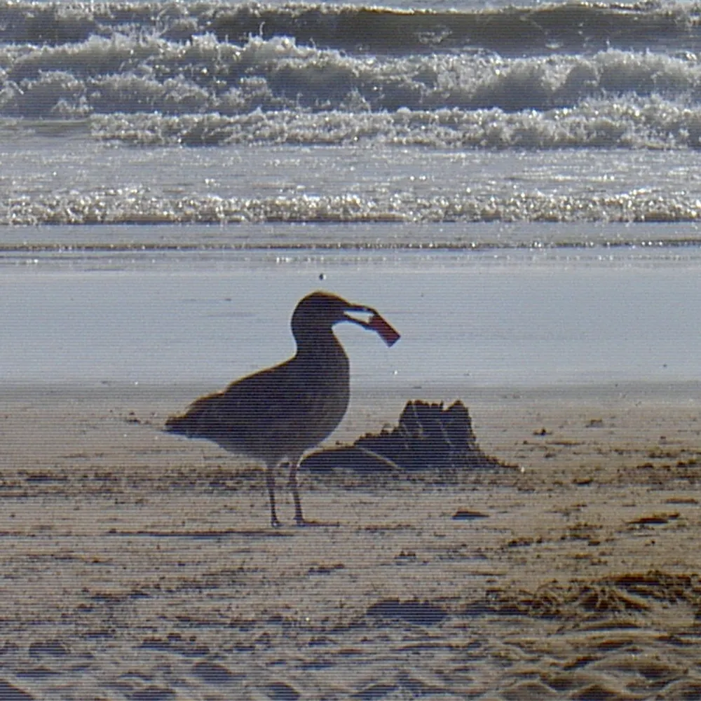 gwenorpington.bsky.social's profile picture