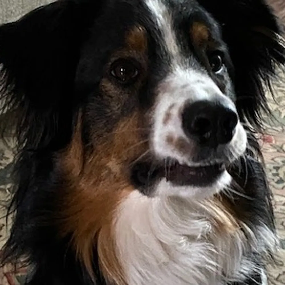 stevenlsjr.bsky.social's profile picture